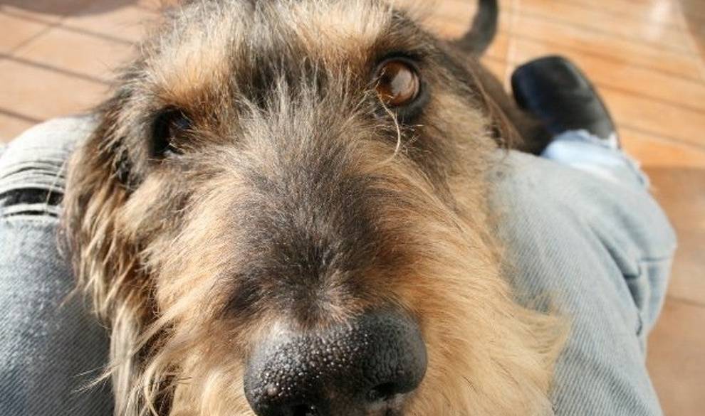 Me ha costado cinco años superar la muerte de mi perro