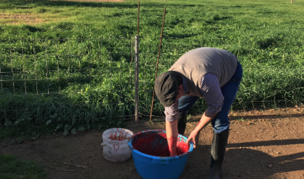 Presencié la crudeza de la matanza del cerdo pero sigo sin querer hacerme vegetariana