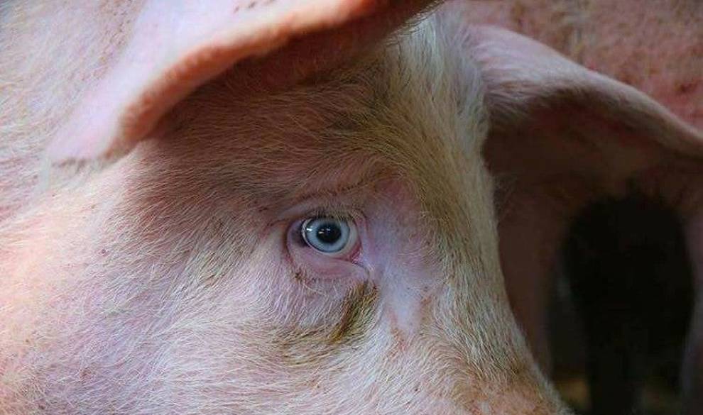 'Dejar de comer carne no va a salvar el planeta', el artículo antivegano que enciende las redes