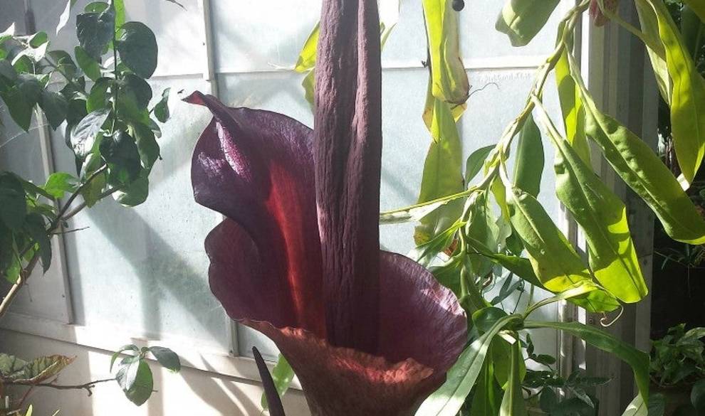 La 'lengua del Diablo', la misteriosa (y asquerosa) planta que podría ser el remedio a la obesidad
