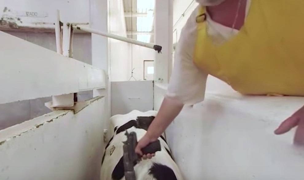 Un vídeo en 360 grados te muestra el infierno que viven los animales en granjas industriales