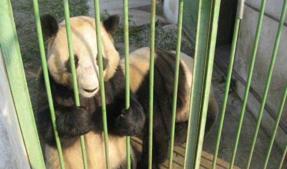 El Zoo Es Ese Guantánamo De Los Animales En El Que La Gente Paga Por Ver Torturas