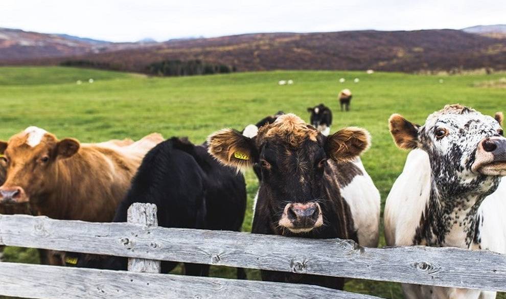 Lidl solo venderá leche fresca procedente de vacas que pastan libres