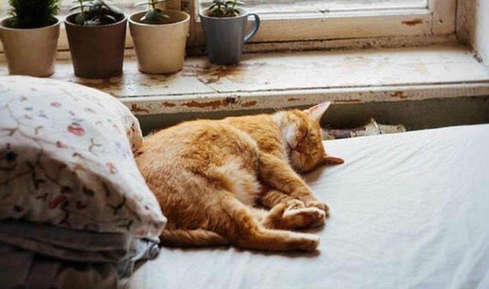 Una empresa publica una oferta de trabajo como abrazador de gatos en Irlanda