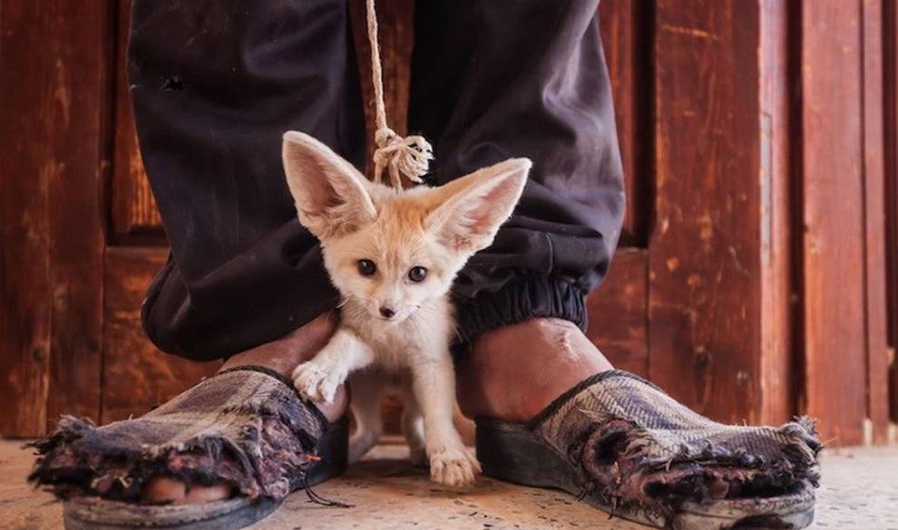 Los mejores fotógrafos de vida salvaje se unen para acabar con el comercio ilegal de especies
