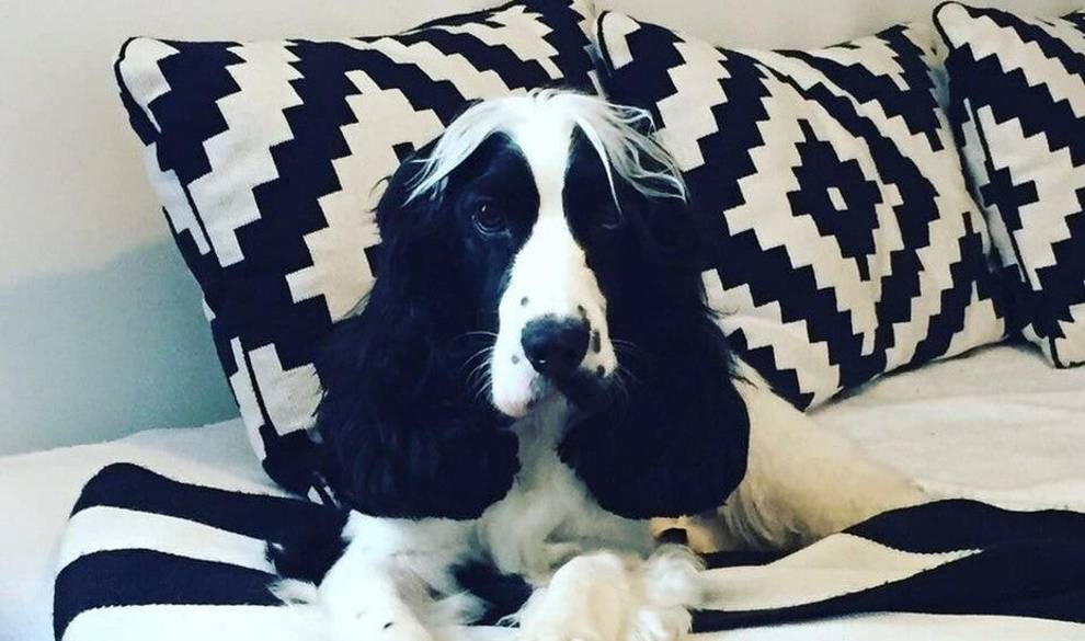Esta web ofrece alojamiento casi gratis a cambio de cuidar a las mascotas de los dueños