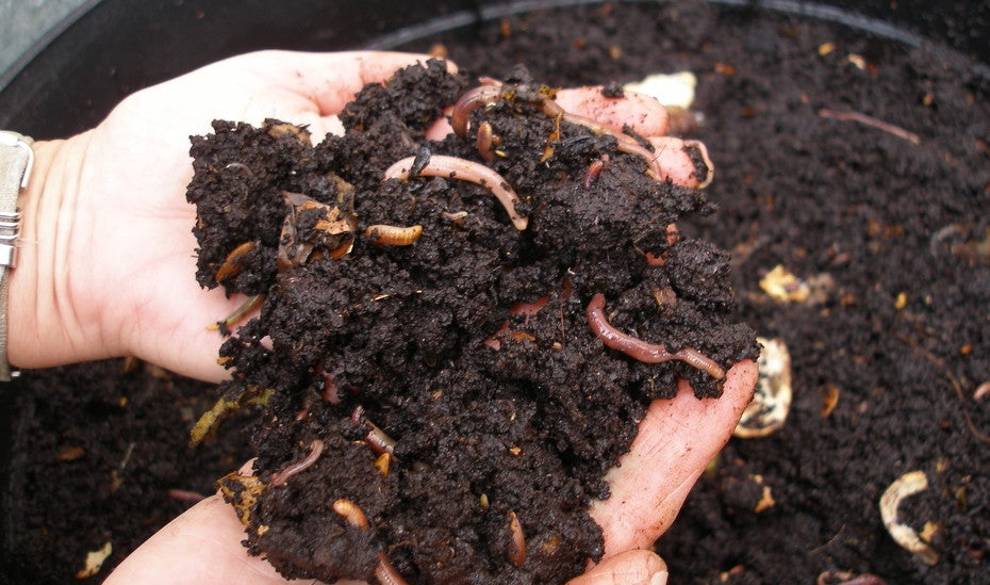 Convertir tu cuerpo en abono cuando mueres: ¿la manera más ecológica de abandonar esta vida?