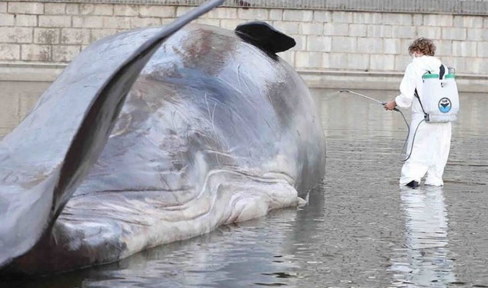 Por qué no debería sorprenderte que aparezca un cachalote en un río de Madrid