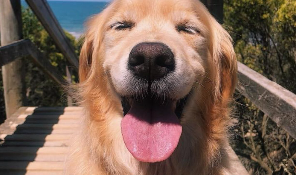 Así es cómo tu perro ve el mundo