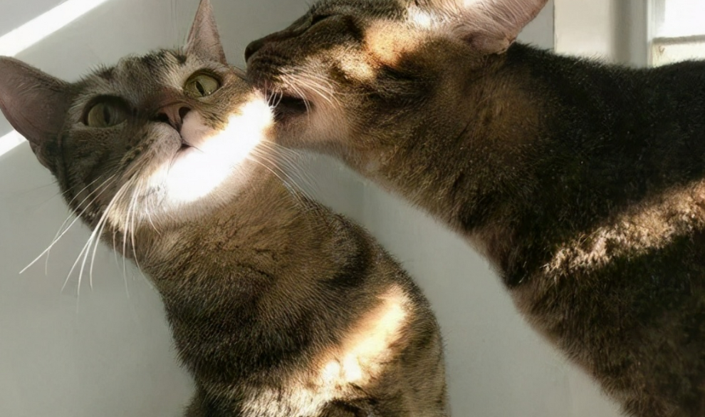 Los factores que determinan que tus gatos se lleven bien o mal