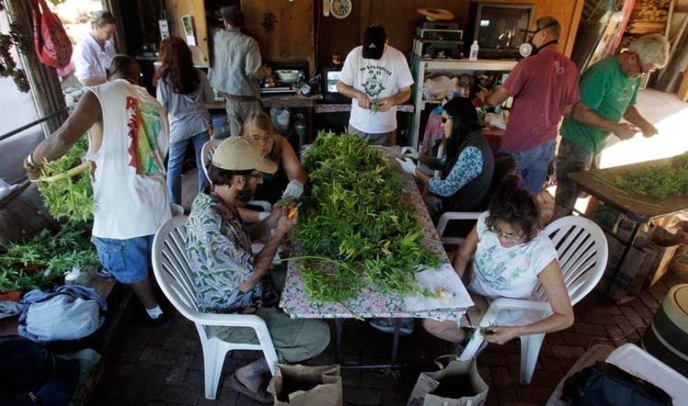 Jóvenes españoles que se lo montan para recoger marihuana en California