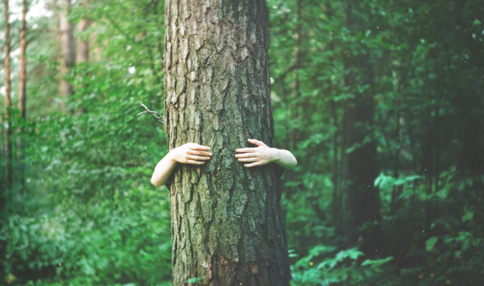 Así es la plataforma que te ayuda a plantar árboles desde casa