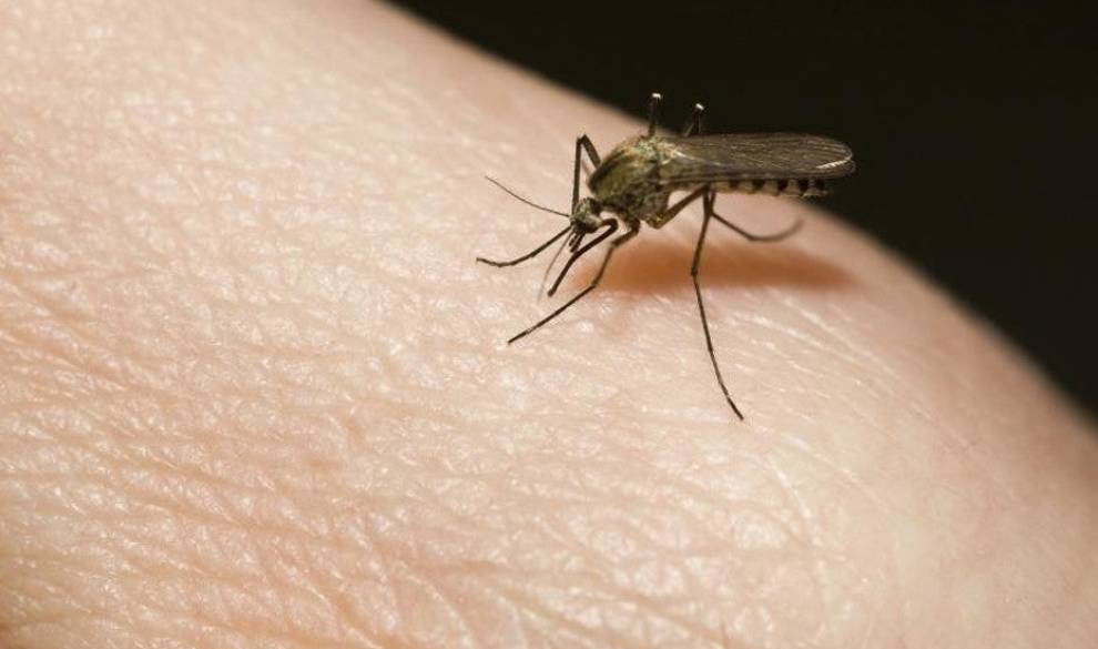 Por qué todos los putos mosquitos del universo te pican a ti