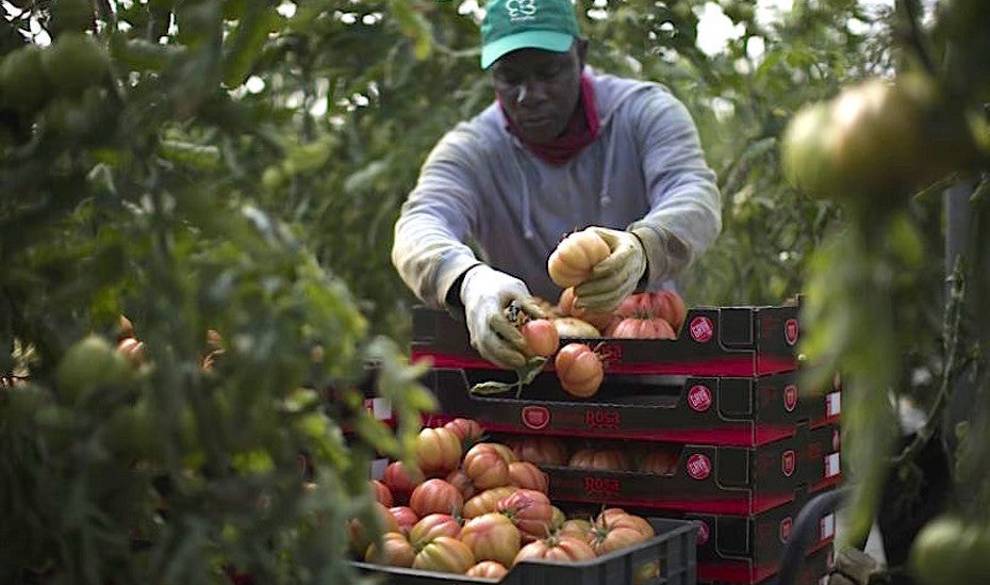 La estafa de los tomates bio que nos hemos tragado todos los hipsters de Europa