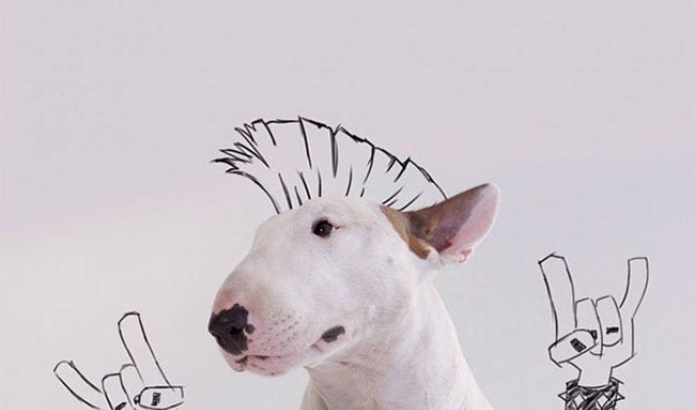 Cuando su novia le dejó, de llevó todo menos a su perro, y ahora son famosos