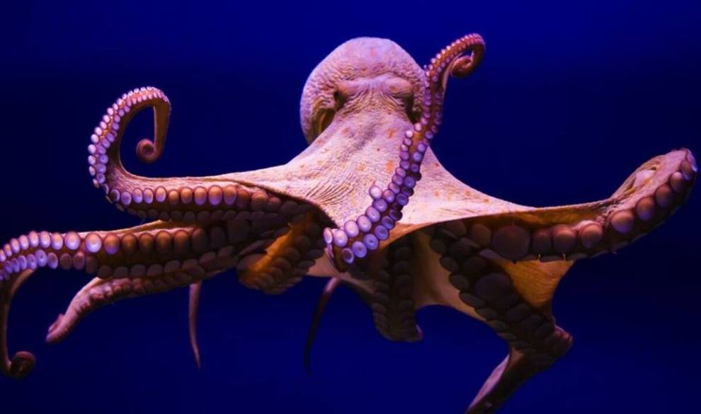Las hembras de pulpo arrojan cosas a los machos cuando las acosan