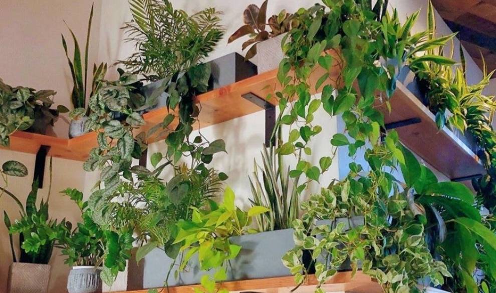 Cuidar plantas en casa me ha salvado del estrés y de la contaminación