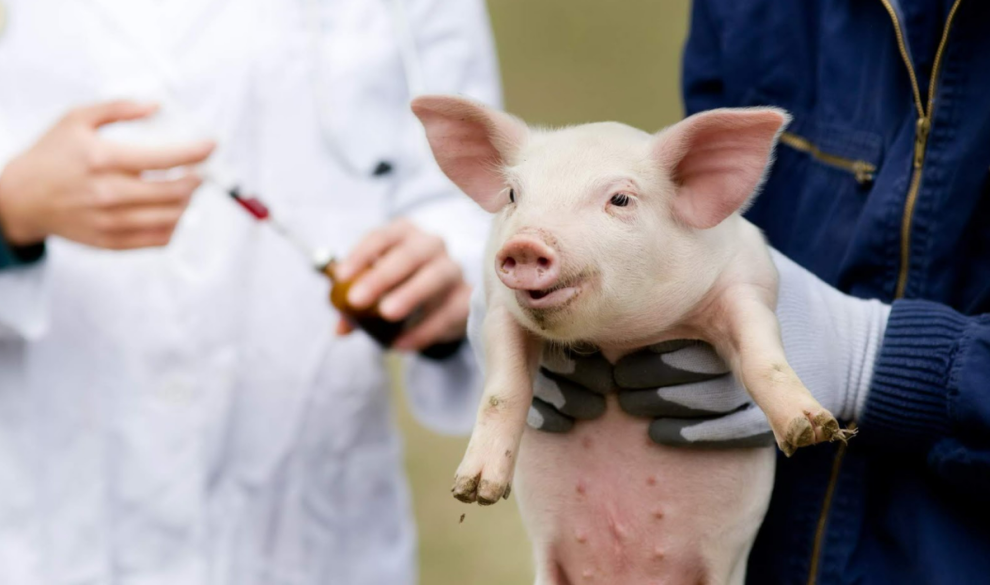 Trasplantan un riñón de cerdo a un humano por primera vez