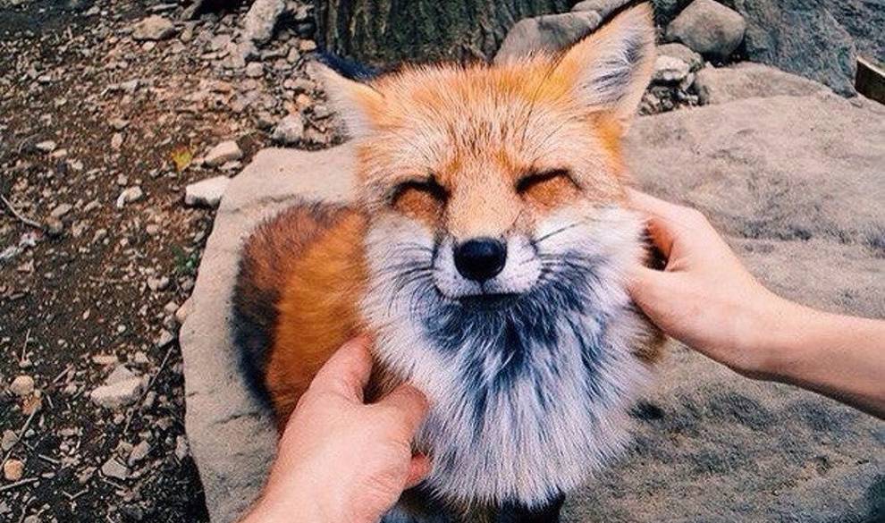 9 Lugares Donde Admirar A Los Animales Sin Verlos Encerrados En Jaulas