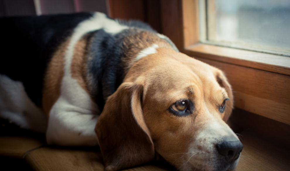 Los perros también hacen duelo por sus seres queridos