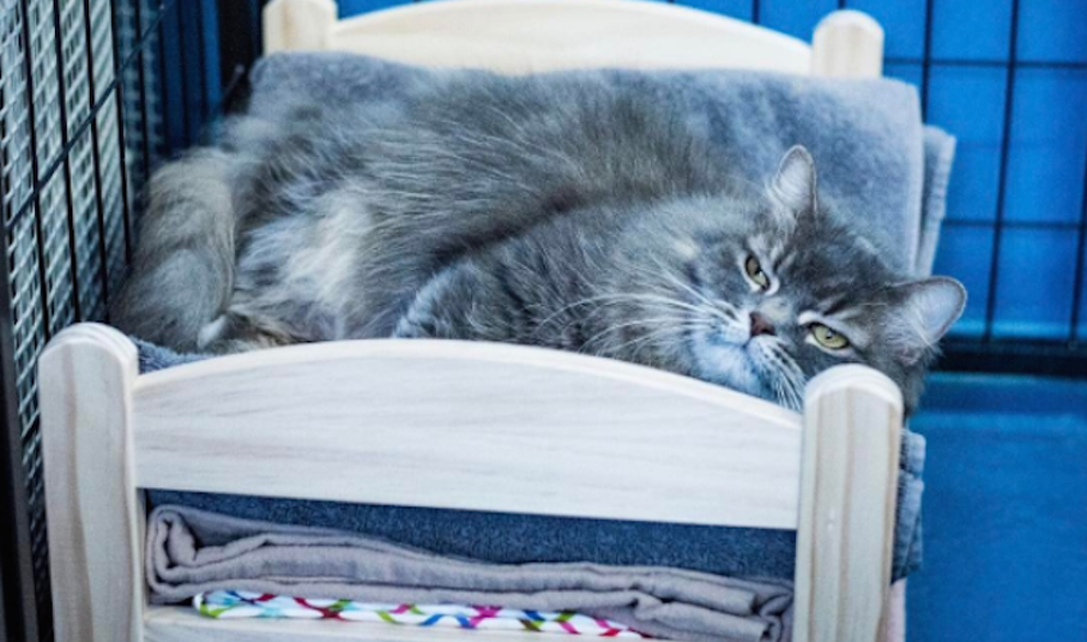 Ikea regala camitas para gatitos abandonados