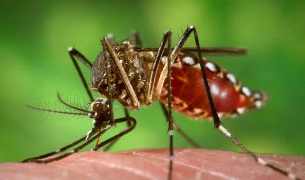 Este verano nos espera una invasión de mosquitos tigre