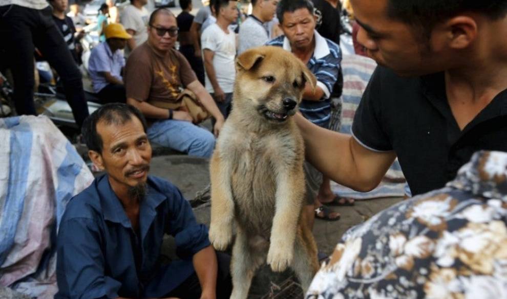 Taiwan por fin prohíbe el consumo de carne de perro