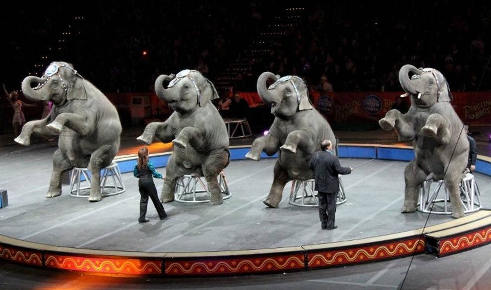 'Si Le Preguntas Al Elefante, Estoy Convencido De Que Prefiere Estar En El Circo'