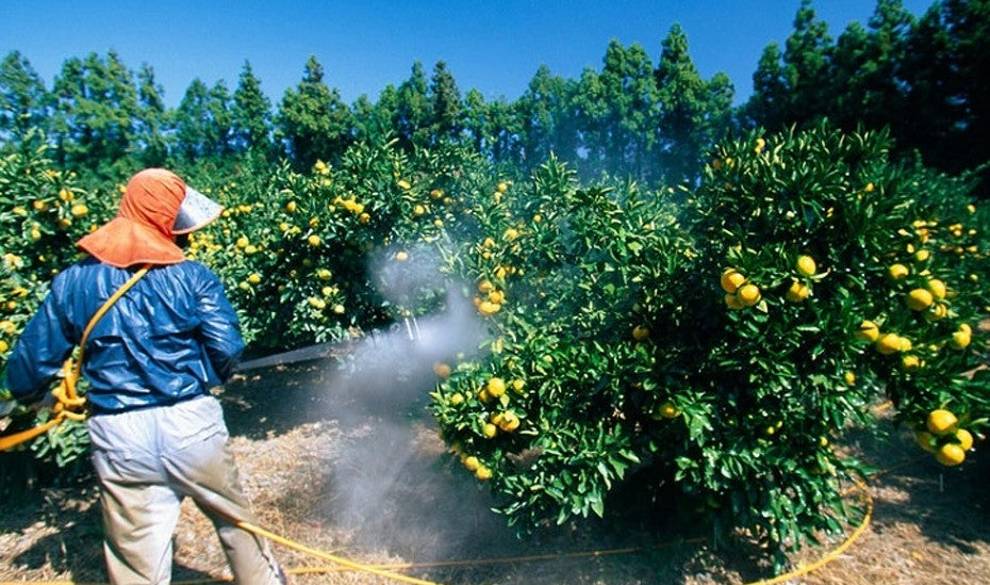 Los 12 vegetales que contienen más pesticidas y que deberías lavar a conciencia