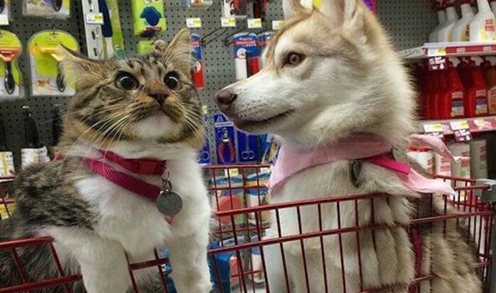 La ciencia descubre quién te quiere más: tu gato o tu perro