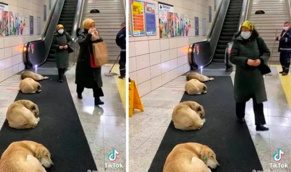 La estación de metro donde pueden ir a dormir los perros callejeros