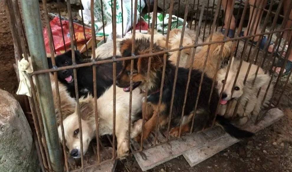 China prohíbe definitivamente la cría de perros y gatos para su consumo