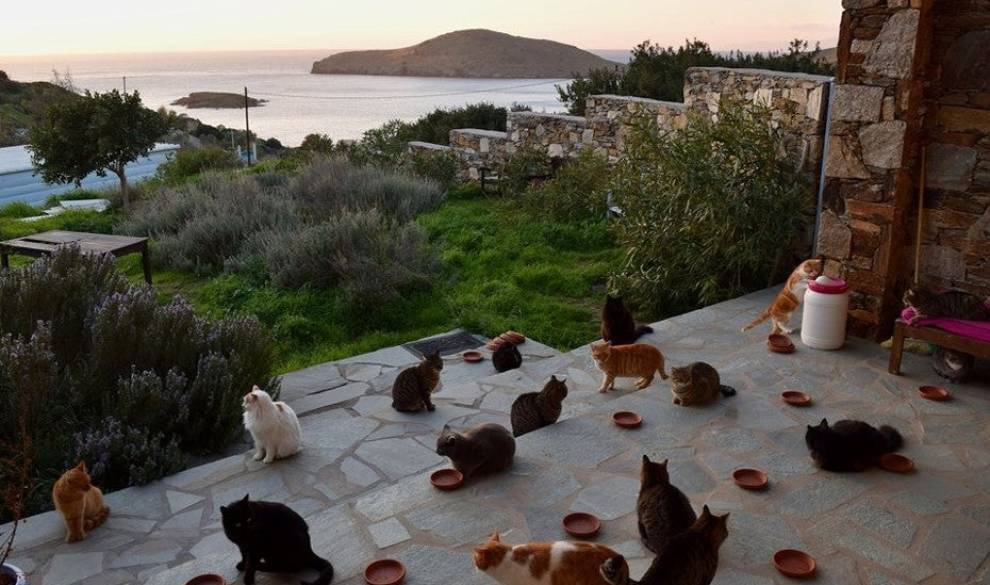 Casa gratis y 600 euros al mes por cuidar gatos en una isla de Grecia