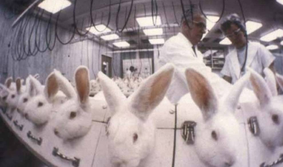 Dos Expertos Discuten Los Serios Interrogantes Que Plantea La Experimentación Animal
