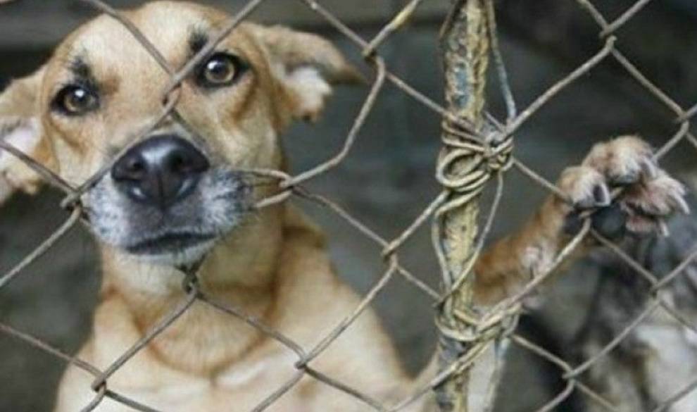 'Alerta Animal', La App Para Que Podamos Hacer Justicia Y Denunciar A Los Dueños Violentos