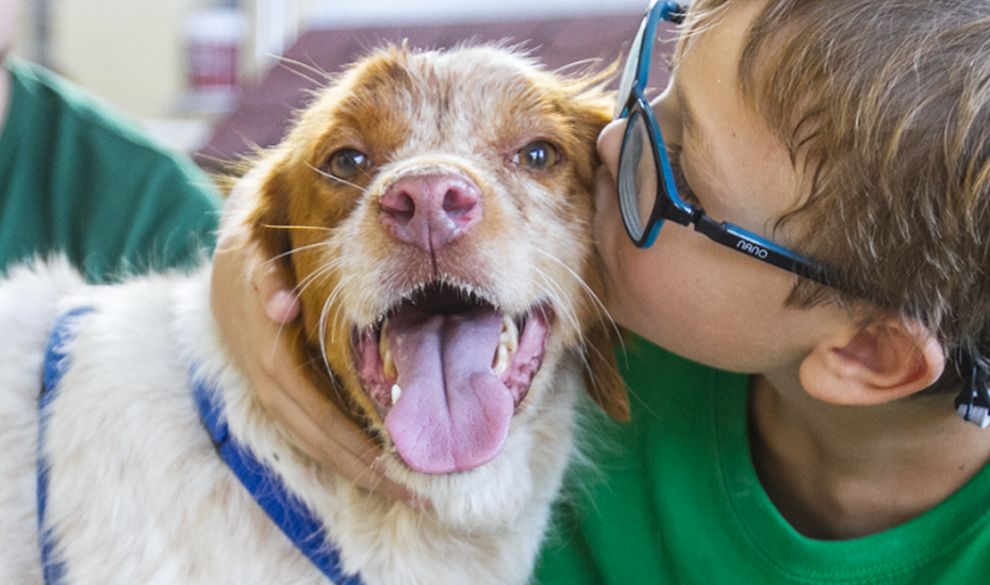 Por qué las terapias asistidas con perros ayudan a tanta gente