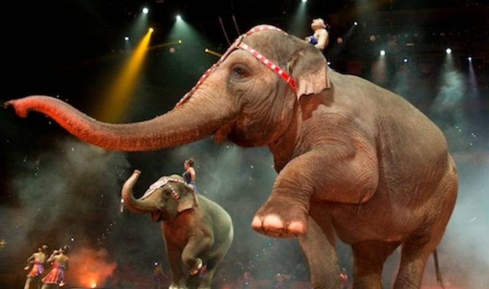 París prohíbe los circos con animales salvajes y condena la explotación animal