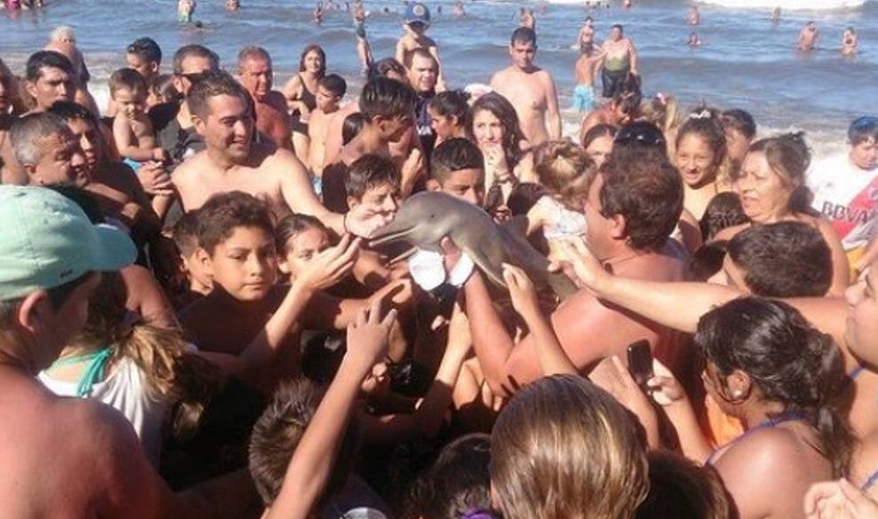 Cuando La Estupidez Humana Mata A Un Delfín Por Hacerse Selfies Con Él