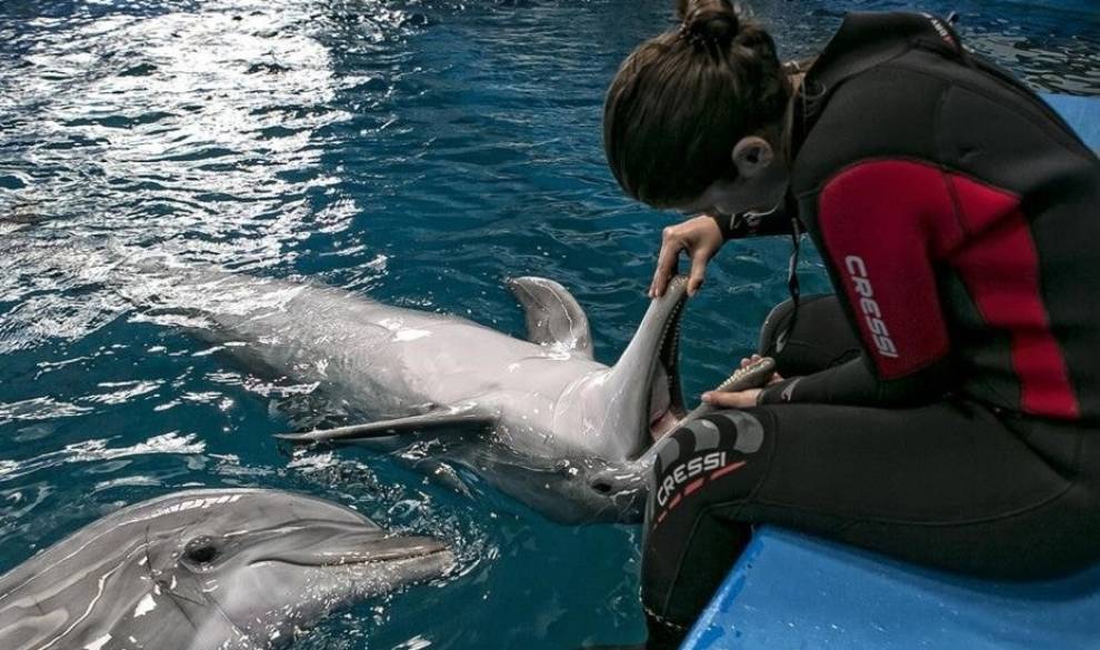 Por fin cierra el delfinario de Barcelona y los animales podrán vivir en semilibertad