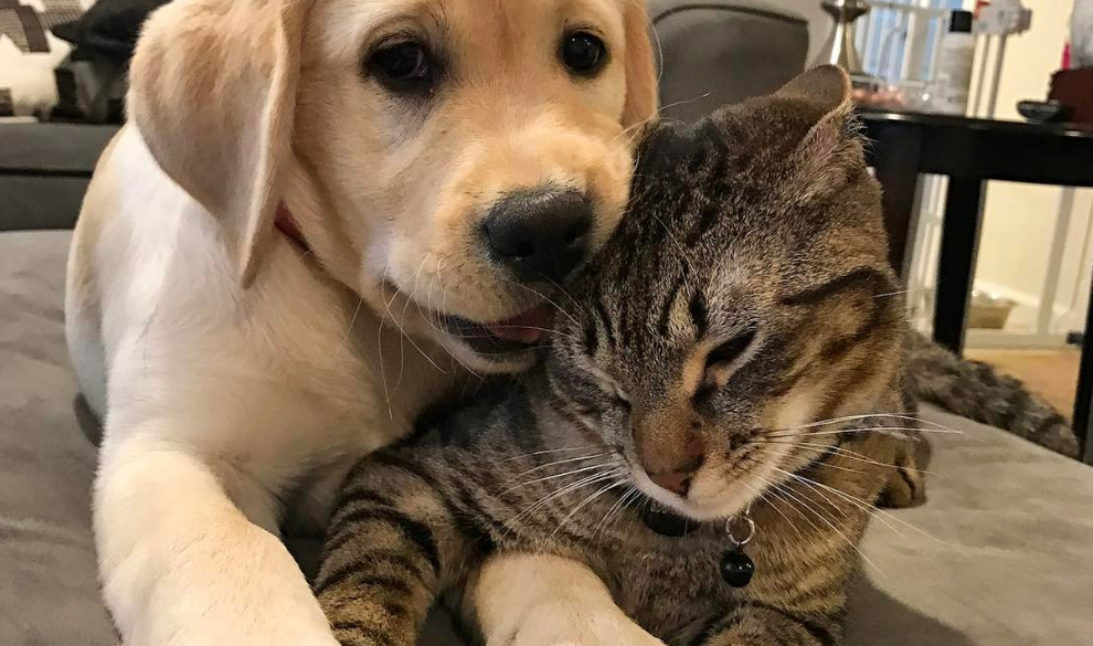 Cómo eliminar rápido todo el pelo que tu mascota deja por ahí