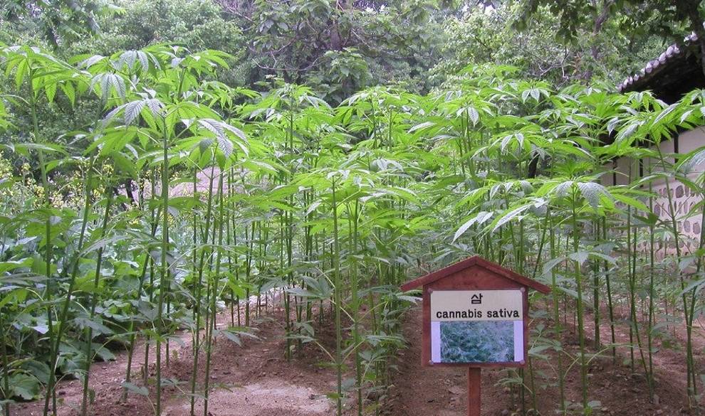 Cultivar cannabis podría salvar al mundo de la contaminación nuclear