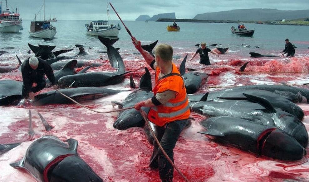 Grindadráp, La Tradicional Matanza De Ballenas En Dinamarca