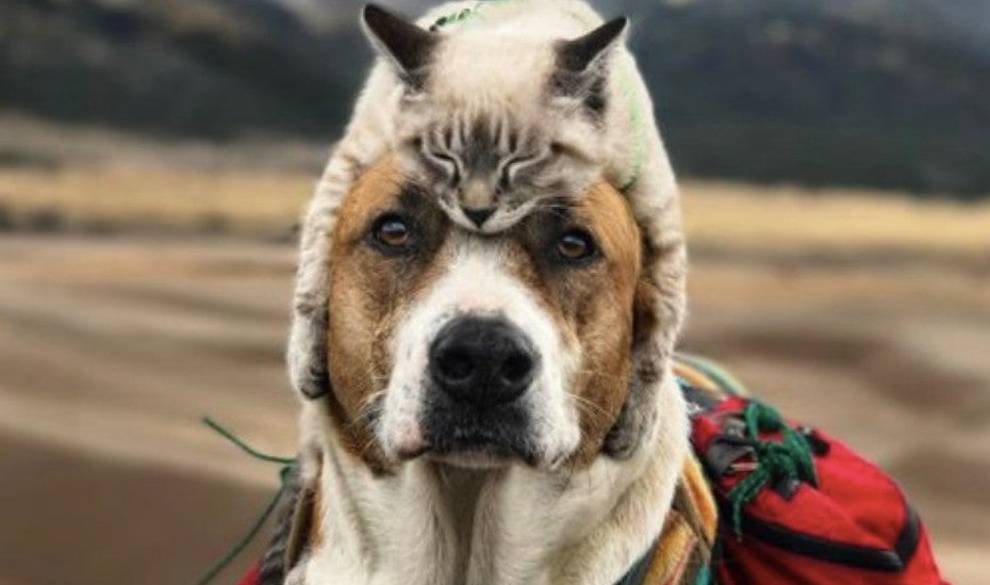 Las fotos y la historia de este perro y este gato viajando juntos te van a enamorar