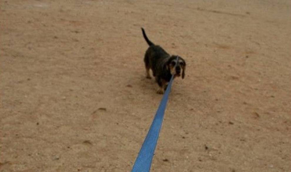 La peña que adoptó un perro para saltarse el confinamiento ya piensa en abandonarlo