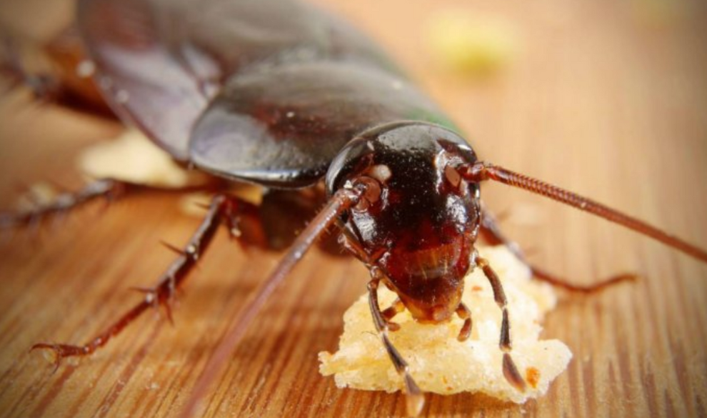 No estás solo: estos son los cientos de bichos que viven en tu casa