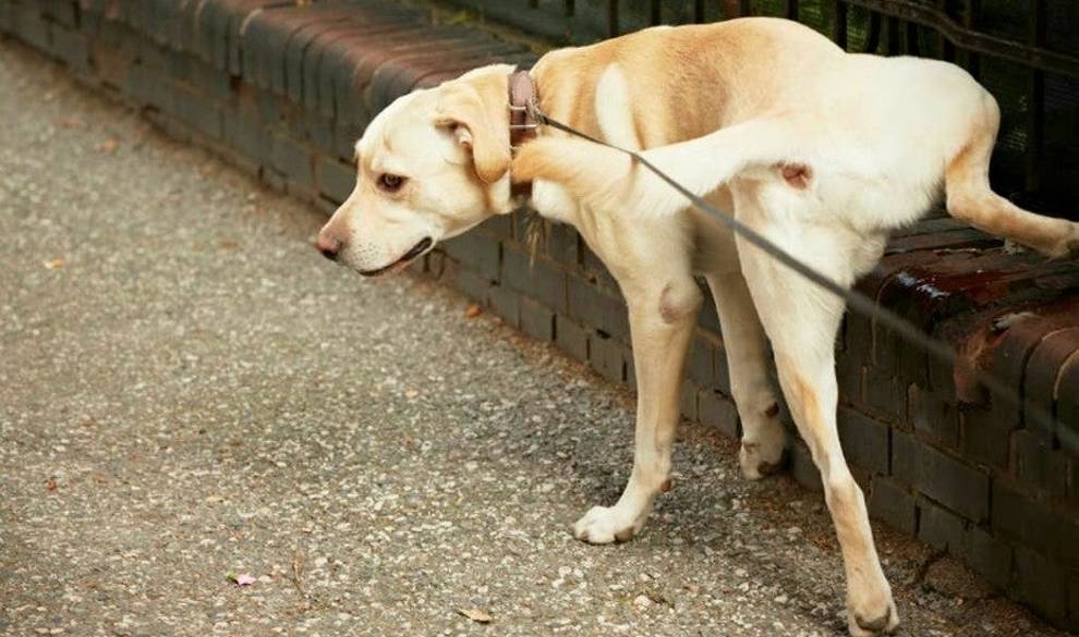 750 euros de multa por no disolver con agua el pipí de tu perro
