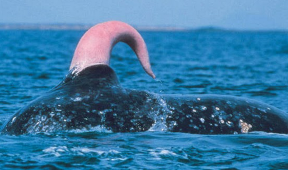 Monstruos marinos legendarios que en realidad eran penes de ballenas