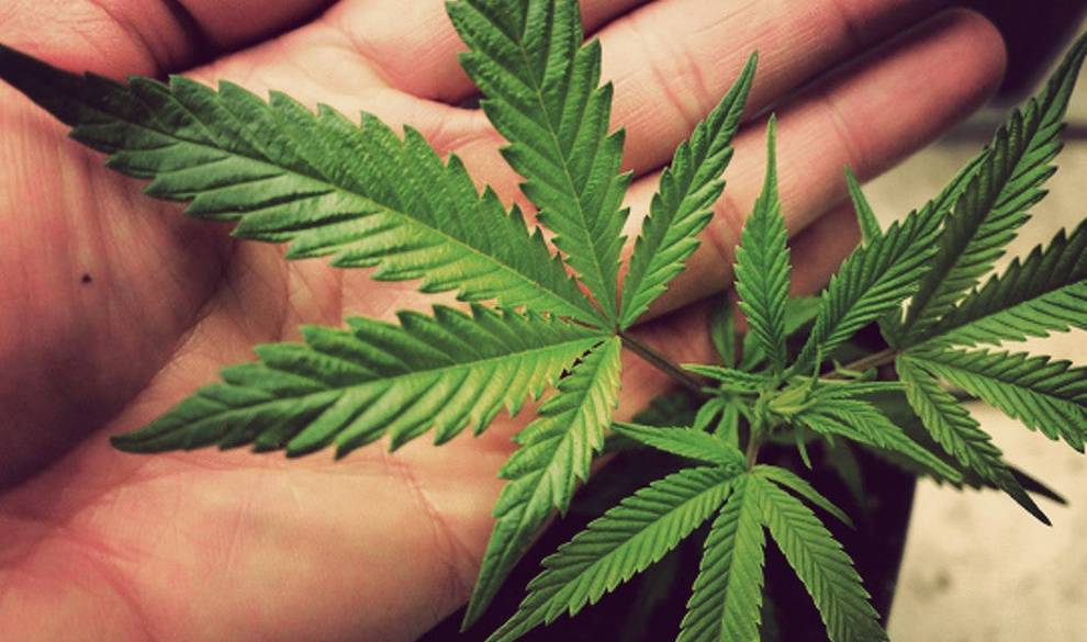 Los Expertos Aseguran Pero Que Pocos Quieren Admitir: Todo Iría Mejor Si Las Drogas Fueran Legales