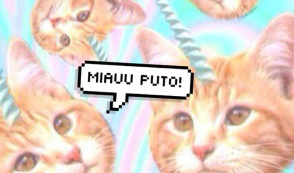 Sobre Periodismo O Cómo Contar Una Historia Apoyada Por Adorables Gatitos