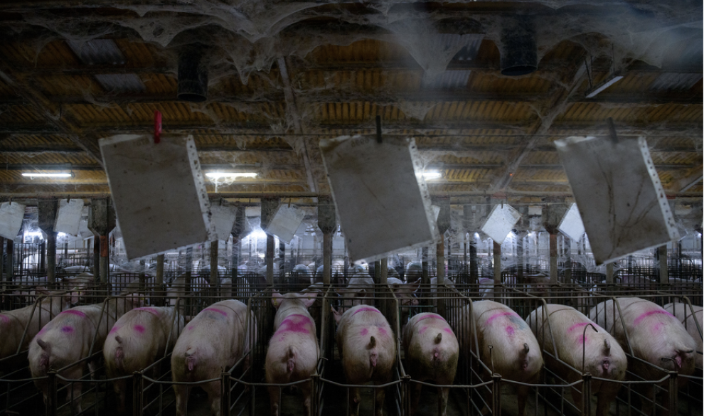 Se infiltró en 32 granjas españolas para retratar las condiciones de vida de los cerdos